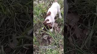 Pointer Puppy Sale Jaipur India trending trendingshorts shortfeed dog dogbreed india pointer [upl. by Rockey]