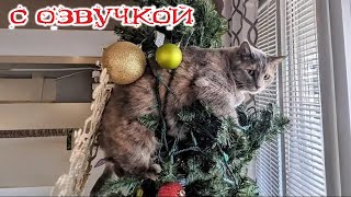 Приколы с котами СМЕШНЫЕ КОТЫ С ОЗВУЧКОЙ  Самые смешные животные ДО СЛЕЗ [upl. by Ketti]