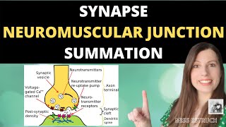 Synapses Neuromuscular Junction and Summation Cholinergic and inhibitory synapses [upl. by Mauchi]