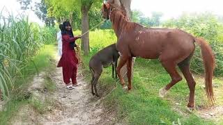 From conception to chapion The fascinating word of Horse and donkey big breeding [upl. by Costanza]