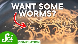 Why Some Parasites Are Actually GOOD And Which Can Kill You [upl. by Ariaj572]