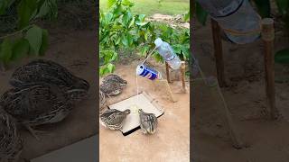 Creative DIY Trap  Quail Trap shorts [upl. by Gardner]