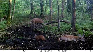 Cerfs en forêt dEcouves septembre 2019 [upl. by Ecnav]