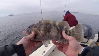 Blackfishing in Raritan Bay Tautog [upl. by Franni]