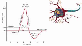 012 The Absolute and Relative Refractory Periods [upl. by Anwahsak]