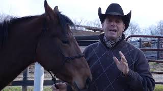 Drinking Post Waterer  Training Horses to use [upl. by Anjanette]