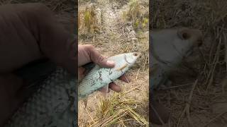 gaon ka macchli pakadne ka tariqavideo fish sort [upl. by Kingsly]