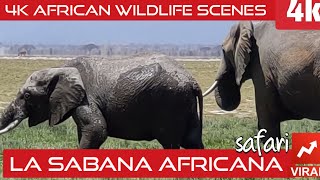 Los Animales Salvajes de Africa en Amboseli Kenya [upl. by Laehcor]