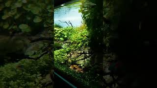 Beautiful planted terrarium setup idea short shorts ytshorts [upl. by Rusert]