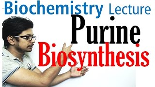 Purine biosynthesis [upl. by Falk855]