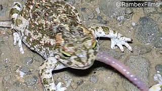 Natterjack Toad Sapo Corredor Sp eats earthworm [upl. by Adyaj]