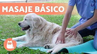 MASAJE relajante para PERROS 🐶 Beneficios y pasos a seguir [upl. by Warfeld907]