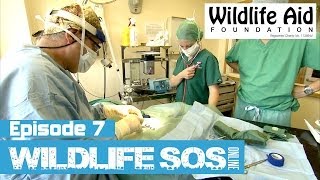 Wildlife SOS Online  Episode 7 [upl. by Orlov118]