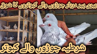 Saleti kamanger kabooter  dub walay kabooter 💯 pure  سلیٹی کمگر اور ڈب والے کبوتر [upl. by Elfrieda]