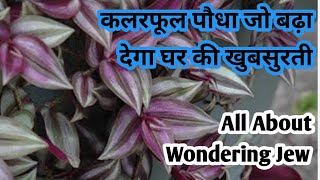 Wondering JewZebrina Plant Care and PropagationAll about Wandering Jewवन्डेरिंग ज्यू की जानकारी [upl. by Iviv316]