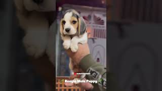 Begal male Puppy begal begalsofinstagram begalsepeda begale begals begaldog begaline begale [upl. by Yoc267]