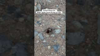 Coolest magic spider found during my hike with my dad in California comedy prank funny [upl. by Divod]