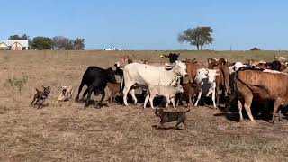 Blackmouth Cur Puppies [upl. by Asilim]