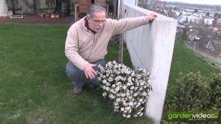 Blooming viburnum tinus [upl. by Ashli]