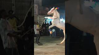 Horse Dancing 🐎 dpacreation horse horseracing horseriding ganeshvisarjan shorts youtubeshorts [upl. by Dulla]