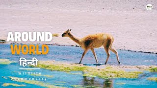 Around The World 2024 हिन्दी डॉक्यूमेंट्री  Wildlife documentary in Hindi [upl. by Ming587]