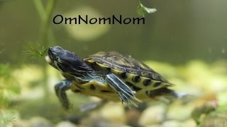 Turtle feeding on aquarium plants cabomba [upl. by Una797]