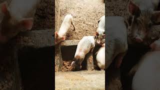 Production porcine 😁 elevage agriculture farming agricole agriculturebiologique reelsvideo [upl. by Gyasi]