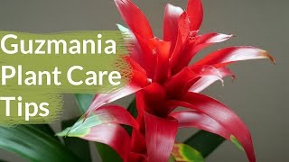 Guzmania Plant Care Tips The Bromeliad With The Vibrant Star Shaped Flower  Joy Us Garden [upl. by Rolandson]