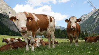 Ganado Simmental y sus Cruces  TvAgro por Juan Gonzalo Angel [upl. by Brade]