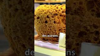 Je vous parle des acariens fromagers science biologie fromage insectes [upl. by Ynattyrb]