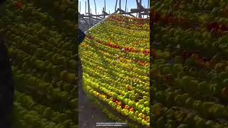 The process of drying peppers by hooking [upl. by Immot]