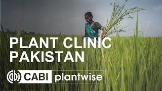 Plantwise plant clinic  Pakistan [upl. by Schuler998]