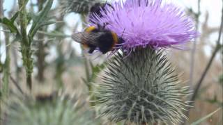 Hummel Flug brummen summen fliegt Geräusche Klänge HD Soundeffekte free [upl. by Nell]