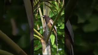 Rufous treepie call birds mahanadiriver gardens avifauna [upl. by Susejedesoj]