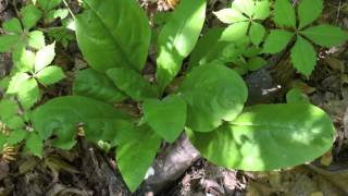 Plant portrait  Wild comfrey Cynoglossum virginianum [upl. by Marjie]