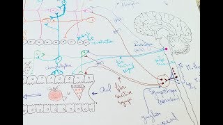 innervation du tube digestif 2ème partie  Physiologie de la digestion [upl. by Ihcalam]