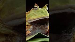 Surinam Horned Frog Nature’s Tiny Predator  60 Second Wildlife facts shorts shortsvideo [upl. by Introk]