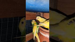 Budgerigar video Budgies birds video parakeet birds video bird lovershortsbudgiesbirdsviral [upl. by Akemehs750]