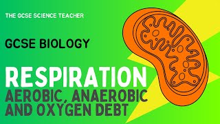 GCSE Biology Respiration AQA OCR Edexcel [upl. by Tompkins]