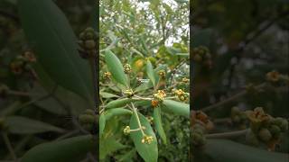 TANAMAN MANGROVE BAKAU ‼️ Rhizophora bakau mangrove Rhizophora [upl. by Holey]