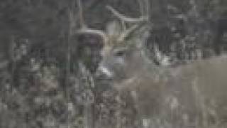 Deer rutting season filmed from my window [upl. by Doughty]