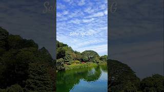 macRitchie reservoir Singapore shortsfeed nature [upl. by Truitt]