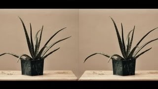 How to Make a Stereoscopic Image  Photography Tips [upl. by Aevin]