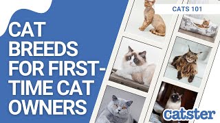 16 Cat Breeds for First Time Cat Owners According to vets [upl. by Epul]