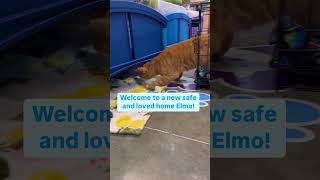 Released into a new wonderful world thisisrescue compassion straycat cat rescue spayandneuter [upl. by Nwatna]