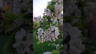 Robinia pseudoacacia Twisty Baby in full Bloom flowers locust [upl. by Leunamnauj279]