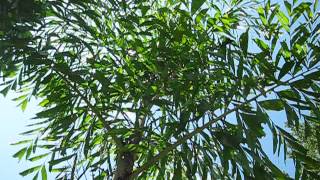 Caryota maxima Himalayana or Himalaya Palm [upl. by Coyle432]