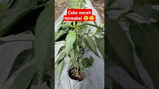 cabe merah termahal [upl. by Carie187]