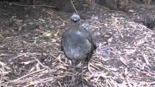 Lyrebird performs at Healesville Sanctuary [upl. by Yeleak947]