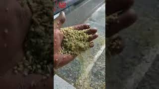 Hemp Seed Dehulling EquipmentCannabis Dehuller and Separator Machine Price [upl. by Shantha]